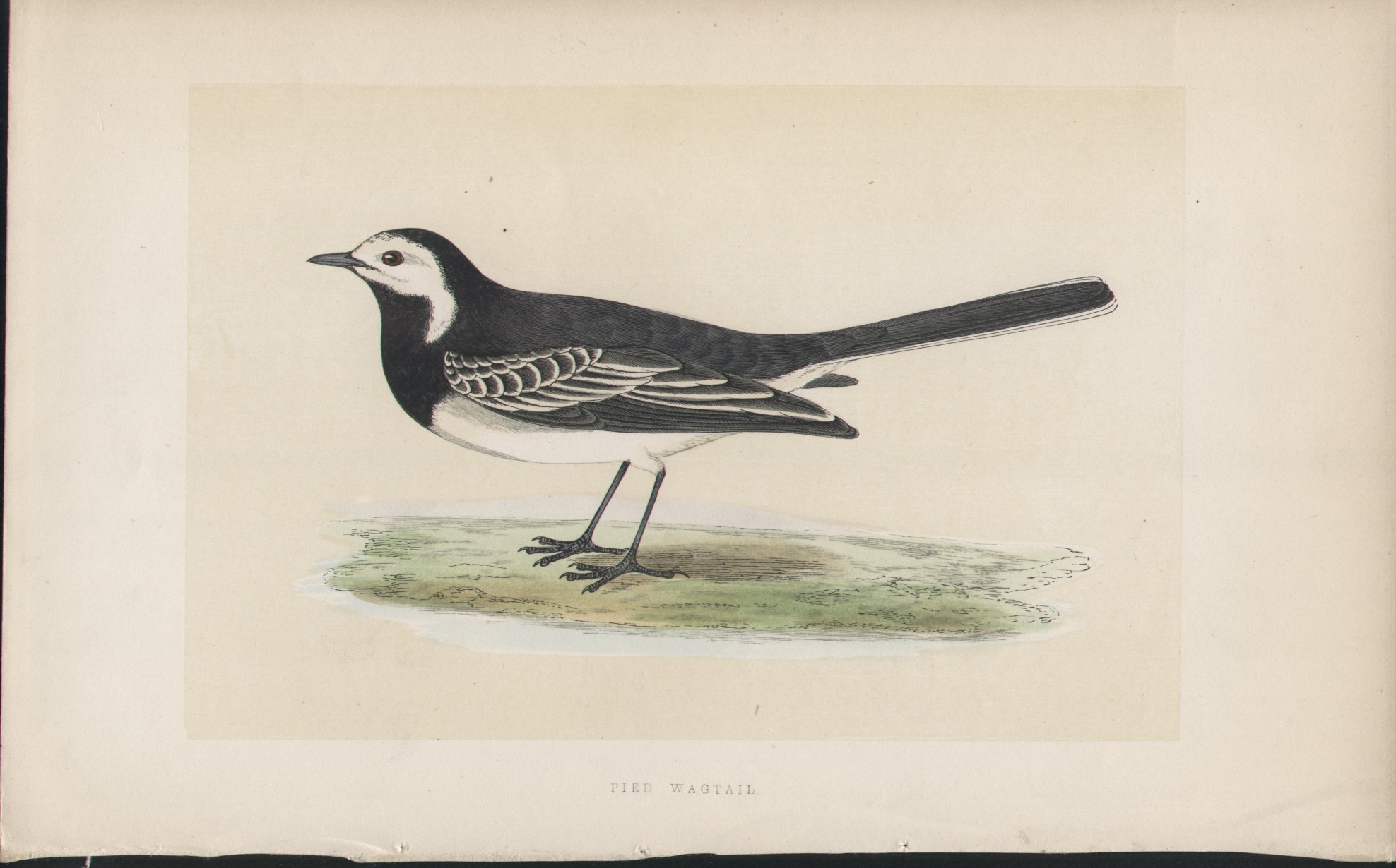Wood - Pied Wagtail - Fawcett